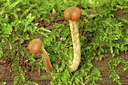 BUITEN BEELD Foto: 306471