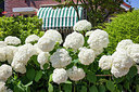 BUITEN BEELD Foto: 306477