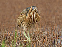 BUITEN BEELD Foto: 306490