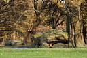BUITEN BEELD Foto: 306529