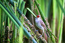 BUITEN BEELD Foto: 306534