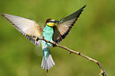 BUITEN BEELD Foto: 306556