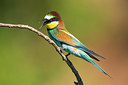BUITEN BEELD Foto: 306563