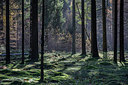 BUITEN BEELD Foto: 306565