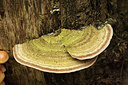 BUITEN BEELD Foto: 306586
