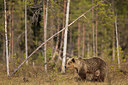 BUITEN BEELD Foto: 306636