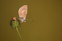 BUITEN BEELD Foto: 306648