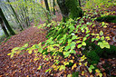 BUITEN BEELD Foto: 306689