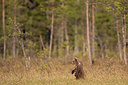 BUITEN BEELD Foto: 306765