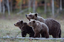 BUITEN BEELD Foto: 306768