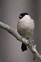 BUITEN BEELD Foto: 306868