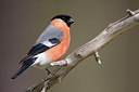 BUITEN BEELD Foto: 306885