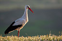 BUITEN BEELD Foto: 306893