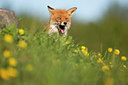 BUITEN BEELD Foto: 306914