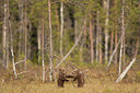 BUITEN BEELD Foto: 306920