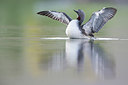 BUITEN BEELD Foto: 306925