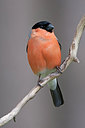 BUITEN BEELD Foto: 306942