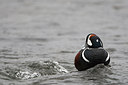 BUITEN BEELD Foto: 306945