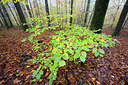 BUITEN BEELD Foto: 306955
