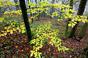 BUITEN BEELD Foto: 306956
