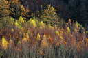 BUITEN BEELD Foto: 306958