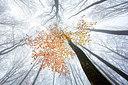 BUITEN BEELD Foto: 306961