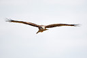 BUITEN BEELD Foto: 307004
