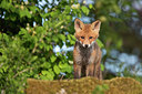 BUITEN BEELD Foto: 307048