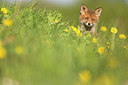 BUITEN BEELD Foto: 307049