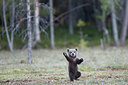 BUITEN BEELD Foto: 307054