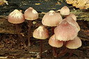 BUITEN BEELD Foto: 307069