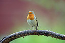 BUITEN BEELD Foto: 307085