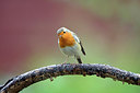 BUITEN BEELD Foto: 307086
