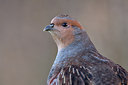 BUITEN BEELD Foto: 307108