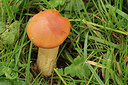 BUITEN BEELD Foto: 307193