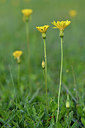 BUITEN BEELD Foto: 307225