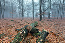 BUITEN BEELD Foto: 307265