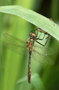 BUITEN BEELD Foto: 307399