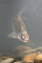 BUITEN BEELD Foto: 307501