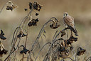 BUITEN BEELD Foto: 307533