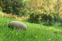 BUITEN BEELD Foto: 307567