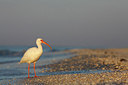 BUITEN BEELD Foto: 307626