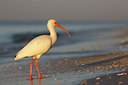 BUITEN BEELD Foto: 307628