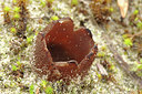 BUITEN BEELD Foto: 307652
