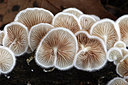BUITEN BEELD Foto: 307662