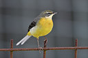 BUITEN BEELD Foto: 307668