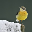 BUITEN BEELD Foto: 307671