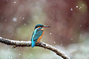 BUITEN BEELD Foto: 307678