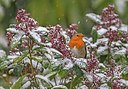 BUITEN BEELD Foto: 307767