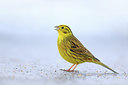 BUITEN BEELD Foto: 307809